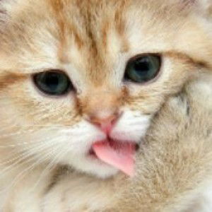 Liana Bn profile icon