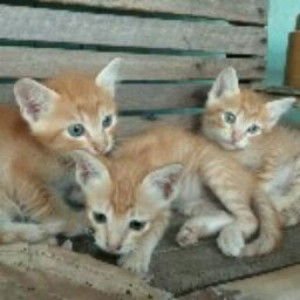 Taji Ares profile icon