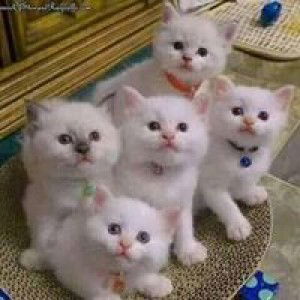 Nur Hikmah profile icon