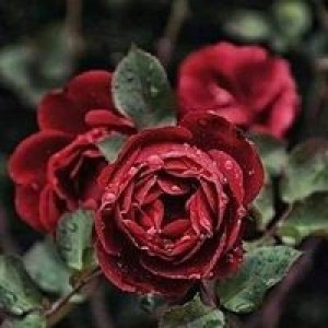 Ilvin Duroriyah profile icon