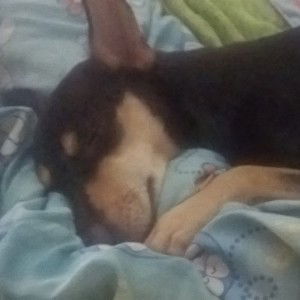 Pleng Kha profile icon