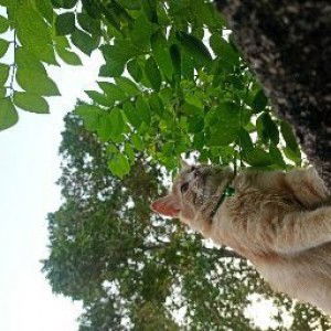 Mega Hemaswari profile icon