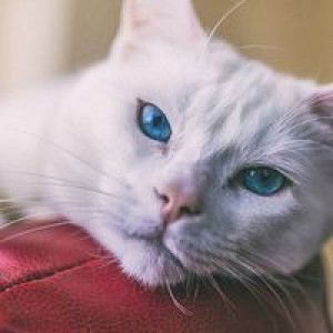 Escumo Azireht profile icon