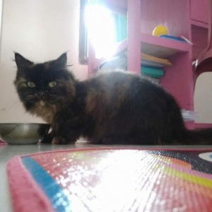 Mayang Putri Parisha profile icon