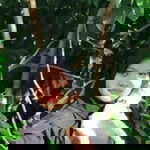 Nurul Shuhada profile icon