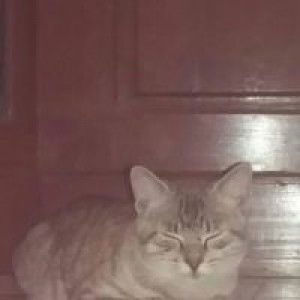 シンタ アマリア profile icon