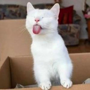 Algustie Cie Cie profile icon