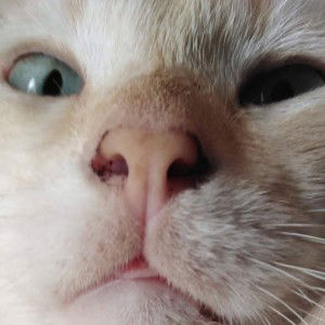 Nurul Najwa profile icon