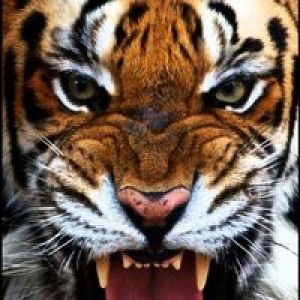 พัฒนา ยิ้มอ่อน profile icon