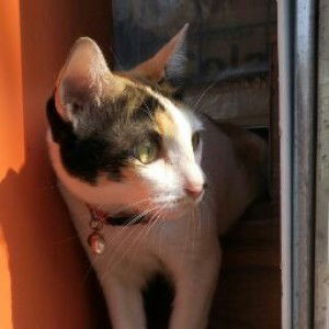 babyoil sama profile icon