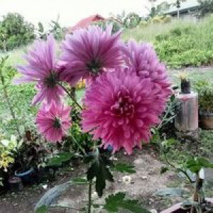 Ayen Belina profile icon