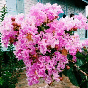 Aeen Zairiff profile icon