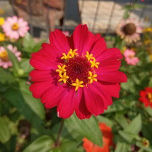 Limlimhalima Tusa'diyah profile icon