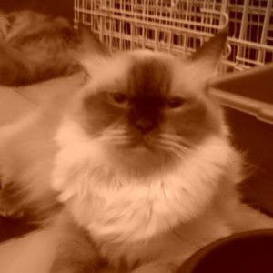 okyra ell shintaray profile icon