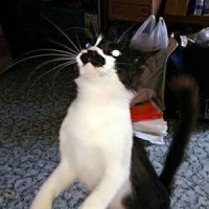 uwly fatimah yanti profile icon