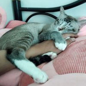 Choosak Cheewinsuksauan profile icon