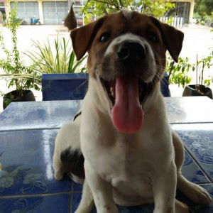 Natthaya Watthana profile icon