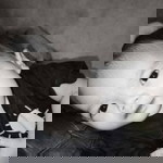 Rafisqy Alfariq Irshad profile icon