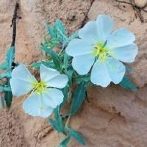 Putri Falujjah profile icon