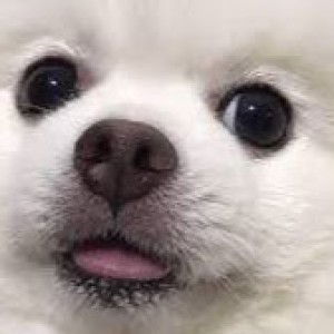 Nichaporn Wijitthawornkul profile icon