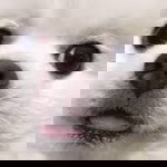 Nichaporn Wijitthawornkul profile icon