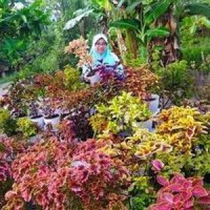 Aniph Faizah profile icon