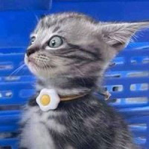 Tegar Sarii profile icon