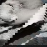 Generose Rebustes profile icon