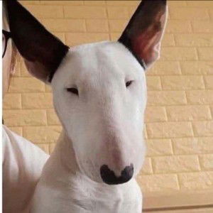 Orasa Ladkham profile icon