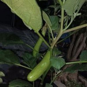 Diny Lidya profile icon