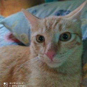 Irna Wati profile icon