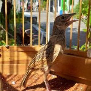 Neng Sarkati Kati profile icon