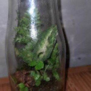 Agnes Nurputri profile icon