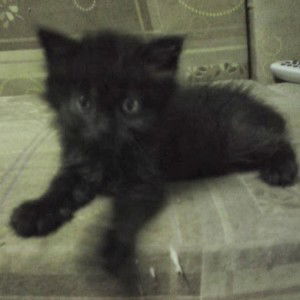 Me Korichan profile icon