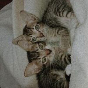 Andryni profile icon