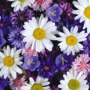 Hajar Ahmad profile icon