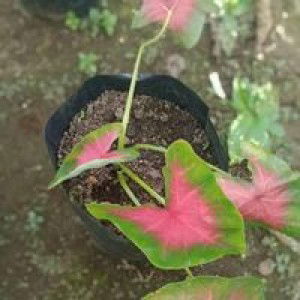 Intan Permatasari profile icon