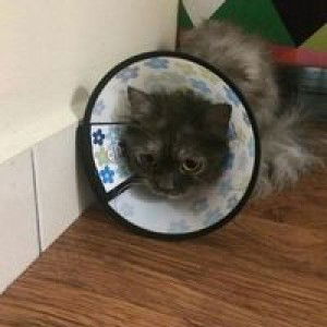 Lisa Asreen profile icon