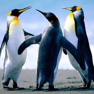 nurul asifa binti saini profile icon