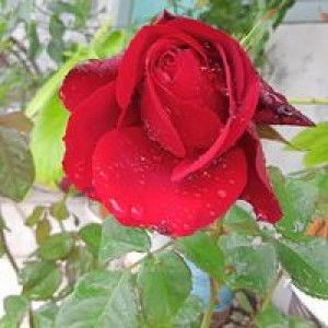 Ausy Ay profile icon