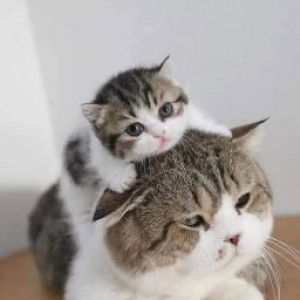 Yuli Nur Hasanah profile icon