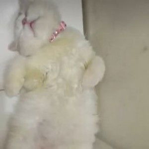 Anggi Seriana profile icon