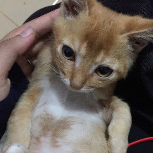 rara yulfa profile icon