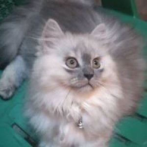 อาทิตย์ น้อยวงค์ profile icon