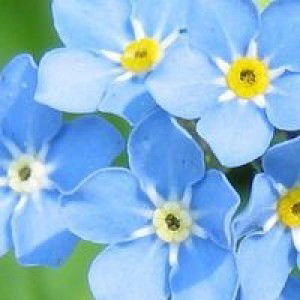 Nadia Nadeshiko profile icon