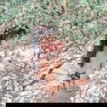 Manitsara Rattanaphalin profile icon