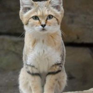 Nur Ashara Jan Binti Mohd Anif Khan profile icon