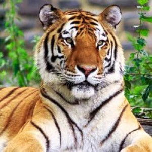 nurul hanani profile icon