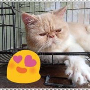 Fenni Anggra profile icon