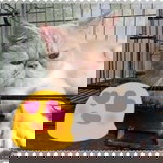 Fenni Anggra profile icon